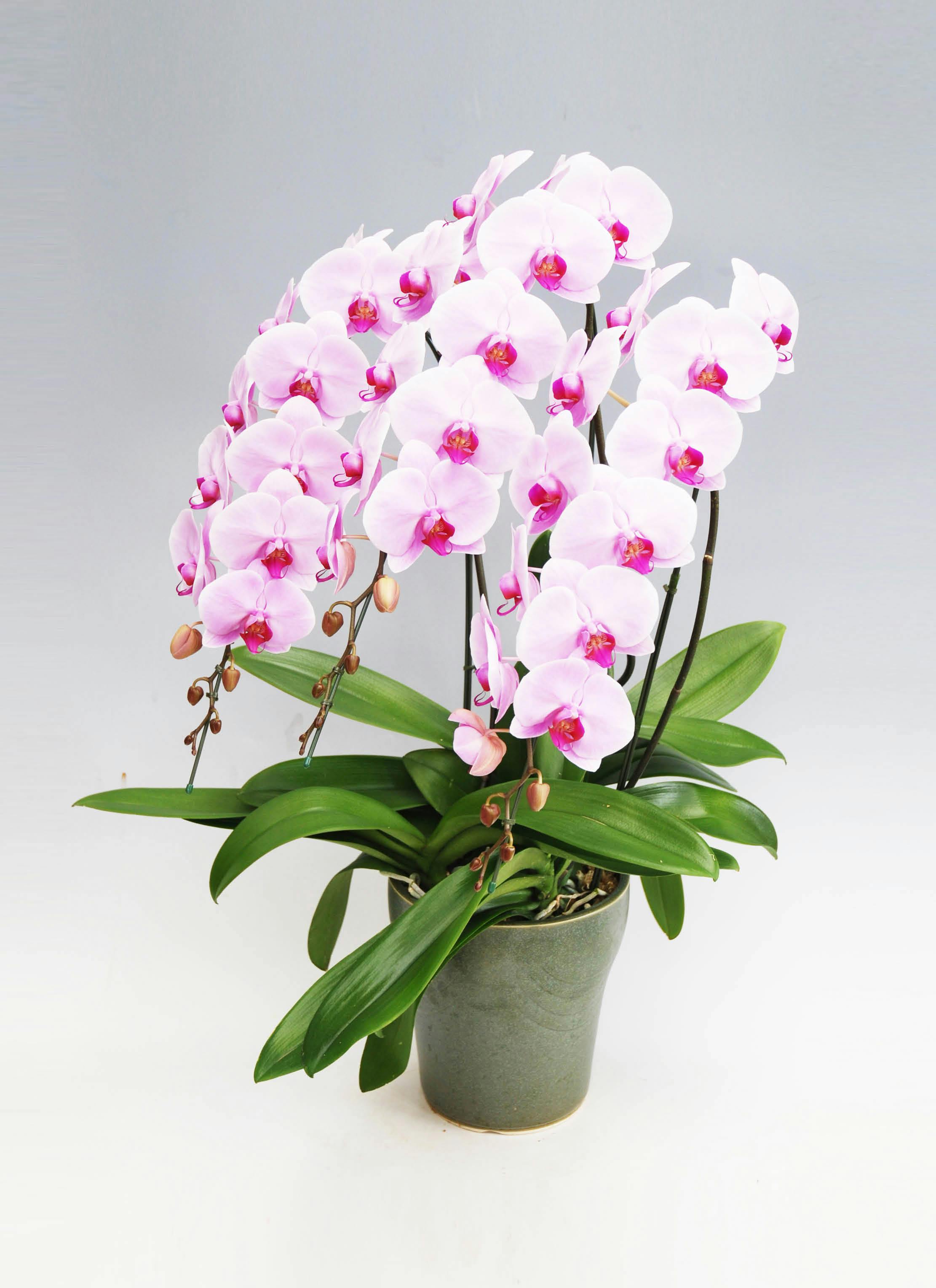 胡蝶蘭大輪 ピンク 3本立ち 40輪〜45輪前後 | 胡蝶蘭ならHitoHana(ひと