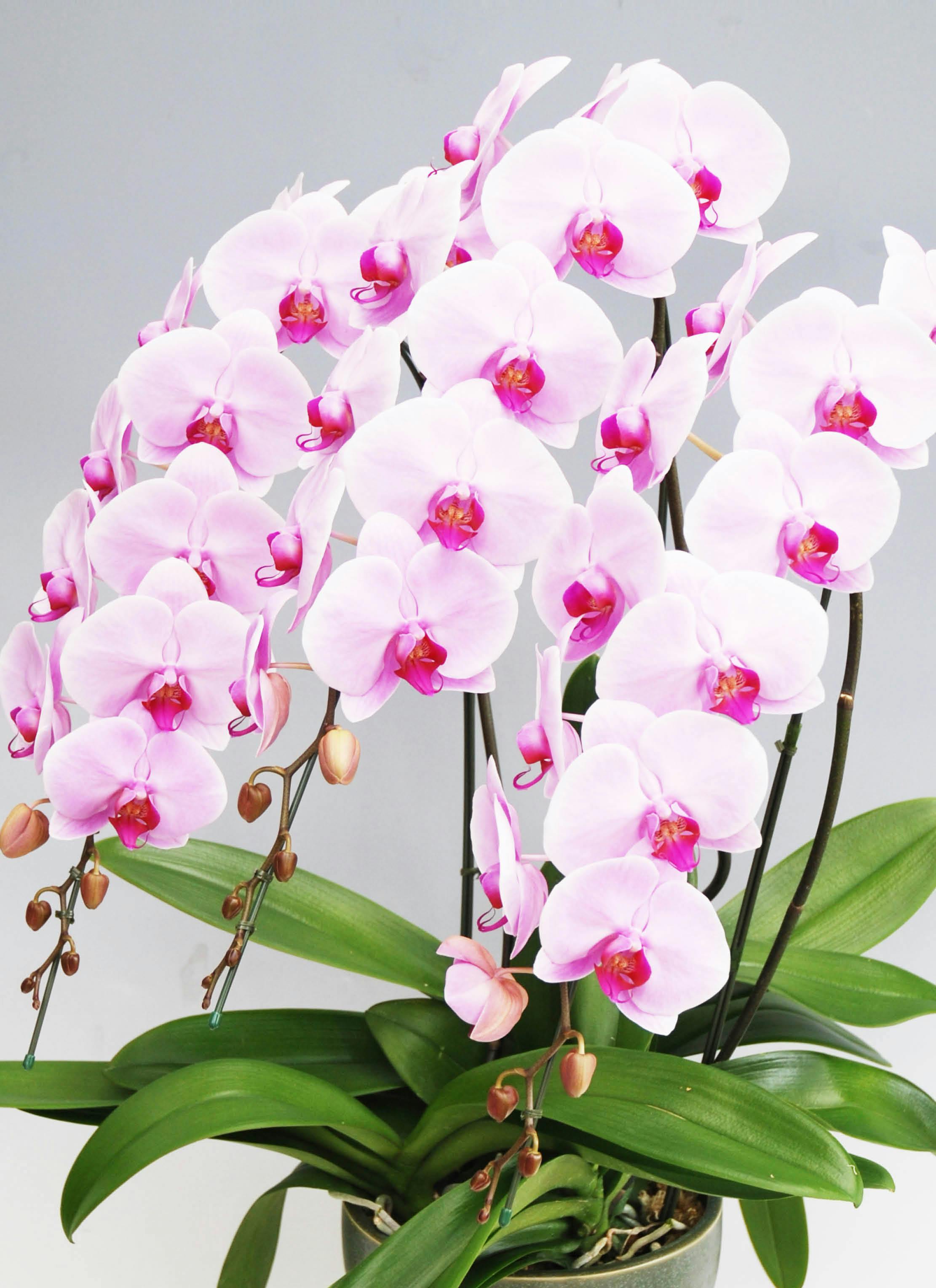 胡蝶蘭大輪 ピンク 3本立ち 40輪〜45輪前後 | 胡蝶蘭ならHitoHana(ひと