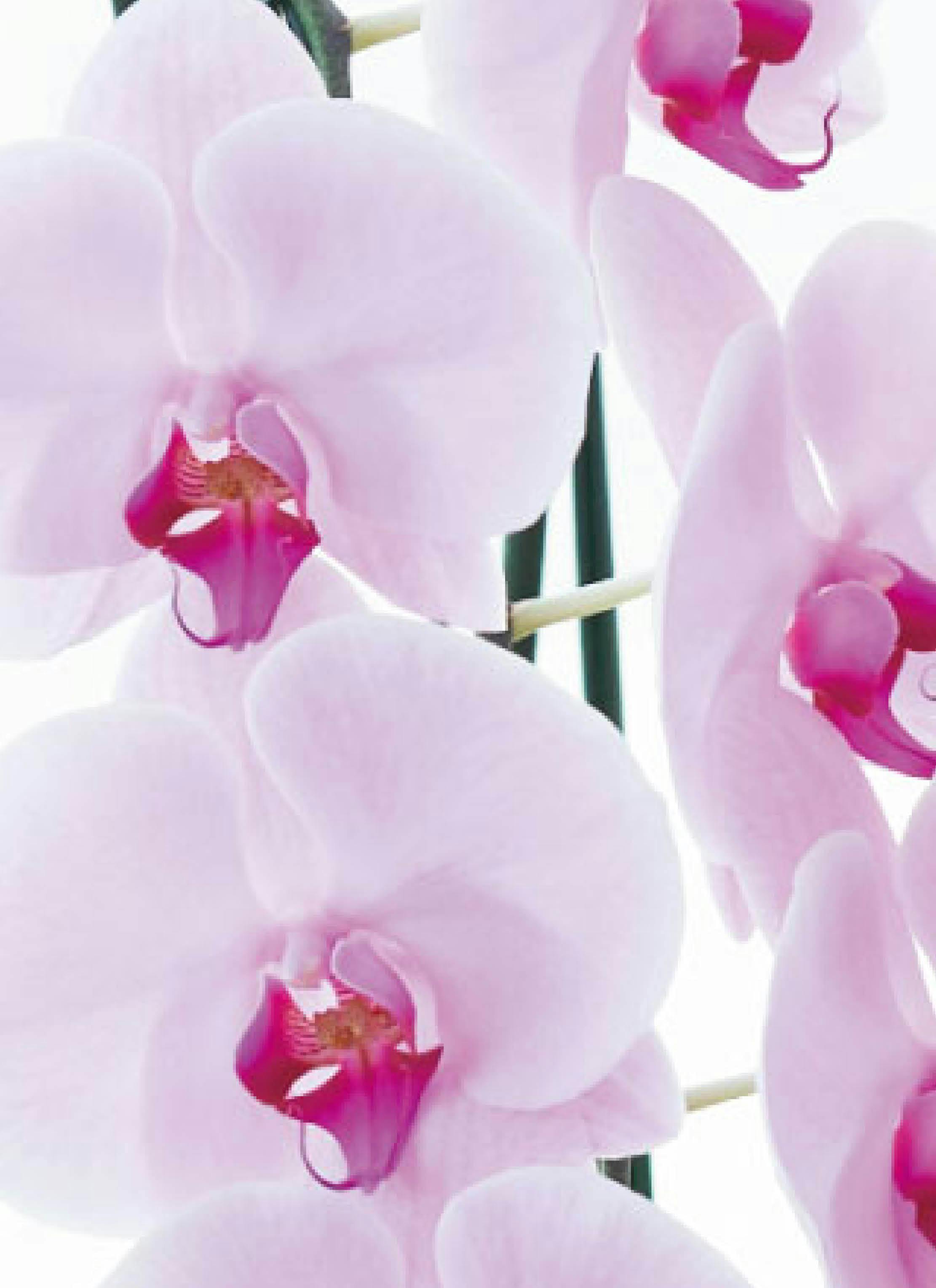 胡蝶蘭大輪 ピンク 3本立ち 40輪〜45輪前後 | 胡蝶蘭ならHitoHana(ひと