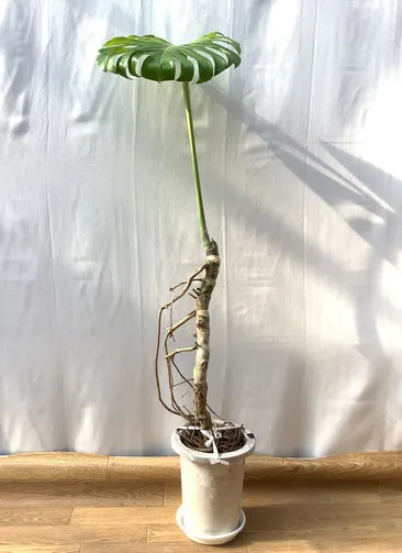 牛*き様 モンステラ スケルトン 白鉢付き（現品お届け】モンステラ 