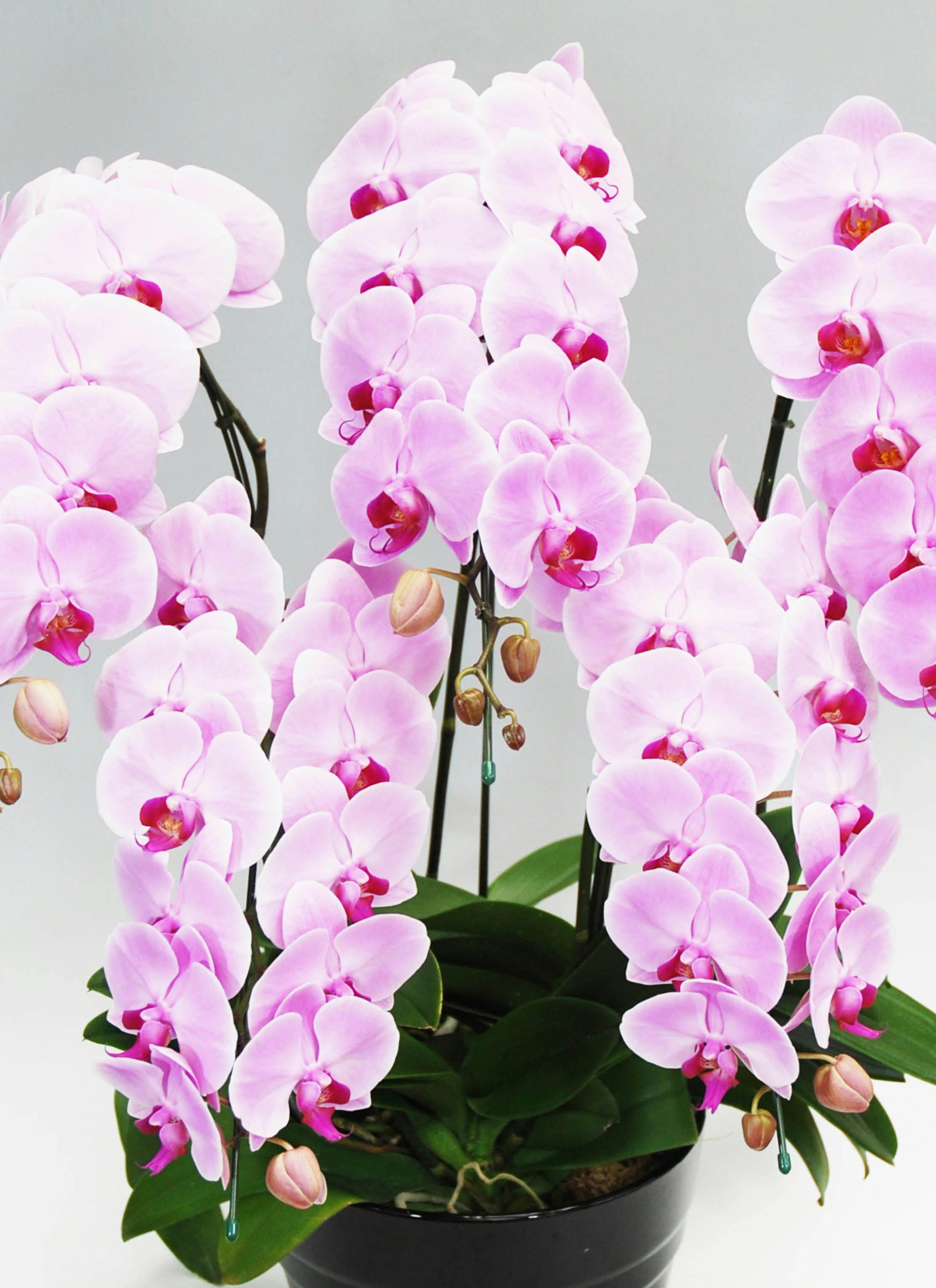 胡蝶蘭大輪 ピンク 5本立ち 55輪〜63輪前後 | 胡蝶蘭ならHitoHana(ひと