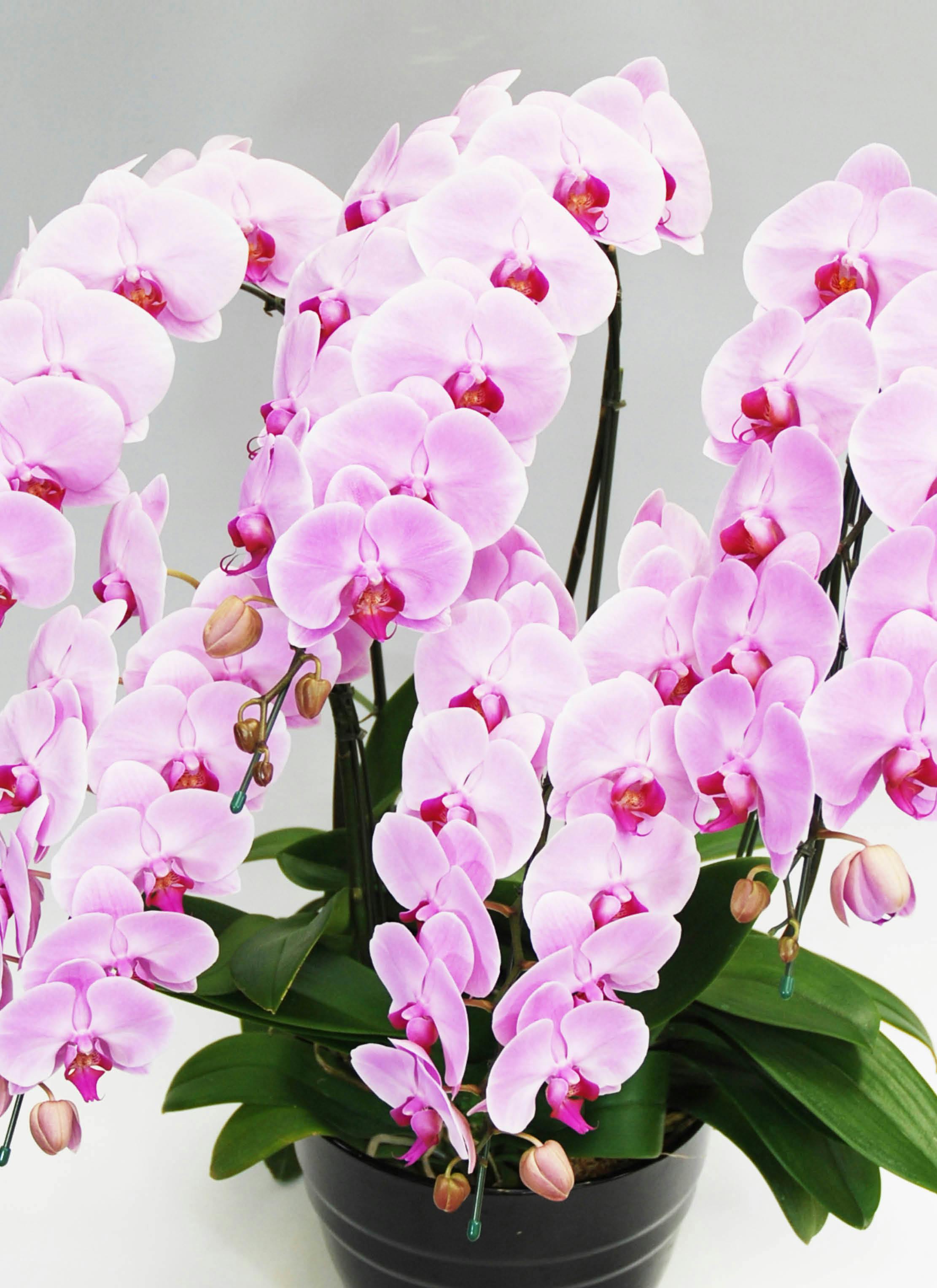 バラとピンク胡蝶蘭の豪華エレガント特大リース♪♪☆* バラとピンク胡蝶蘭の豪華エレガント特大リース♪♪☆* 【公式通販】