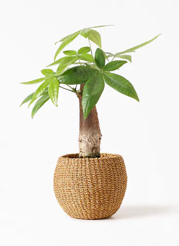 パキラ 観葉植物通販hitohana ひとはな