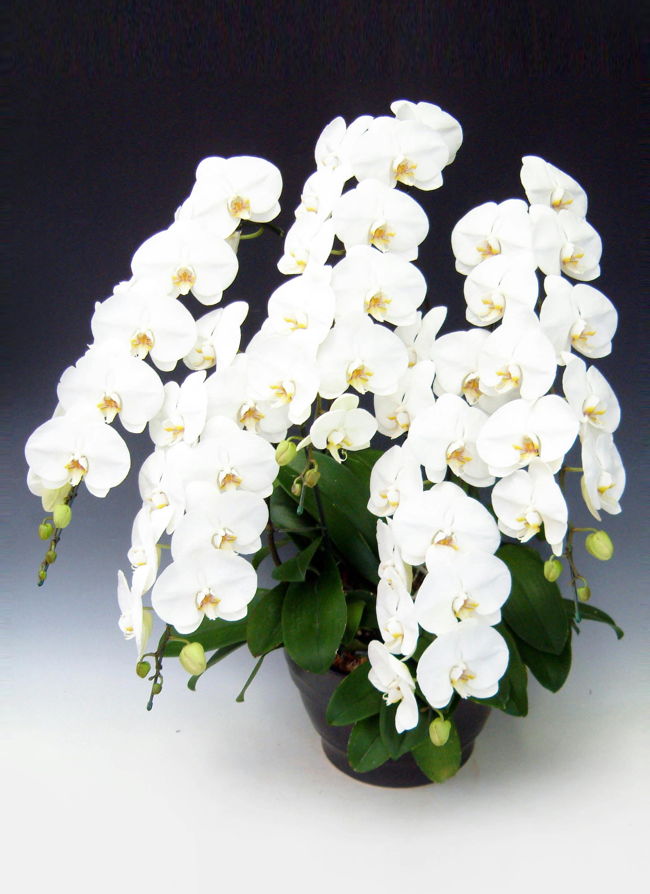 胡蝶蘭大輪 白 5本立ち 65輪〜73輪前後 | 胡蝶蘭ならHitoHana(ひとはな)