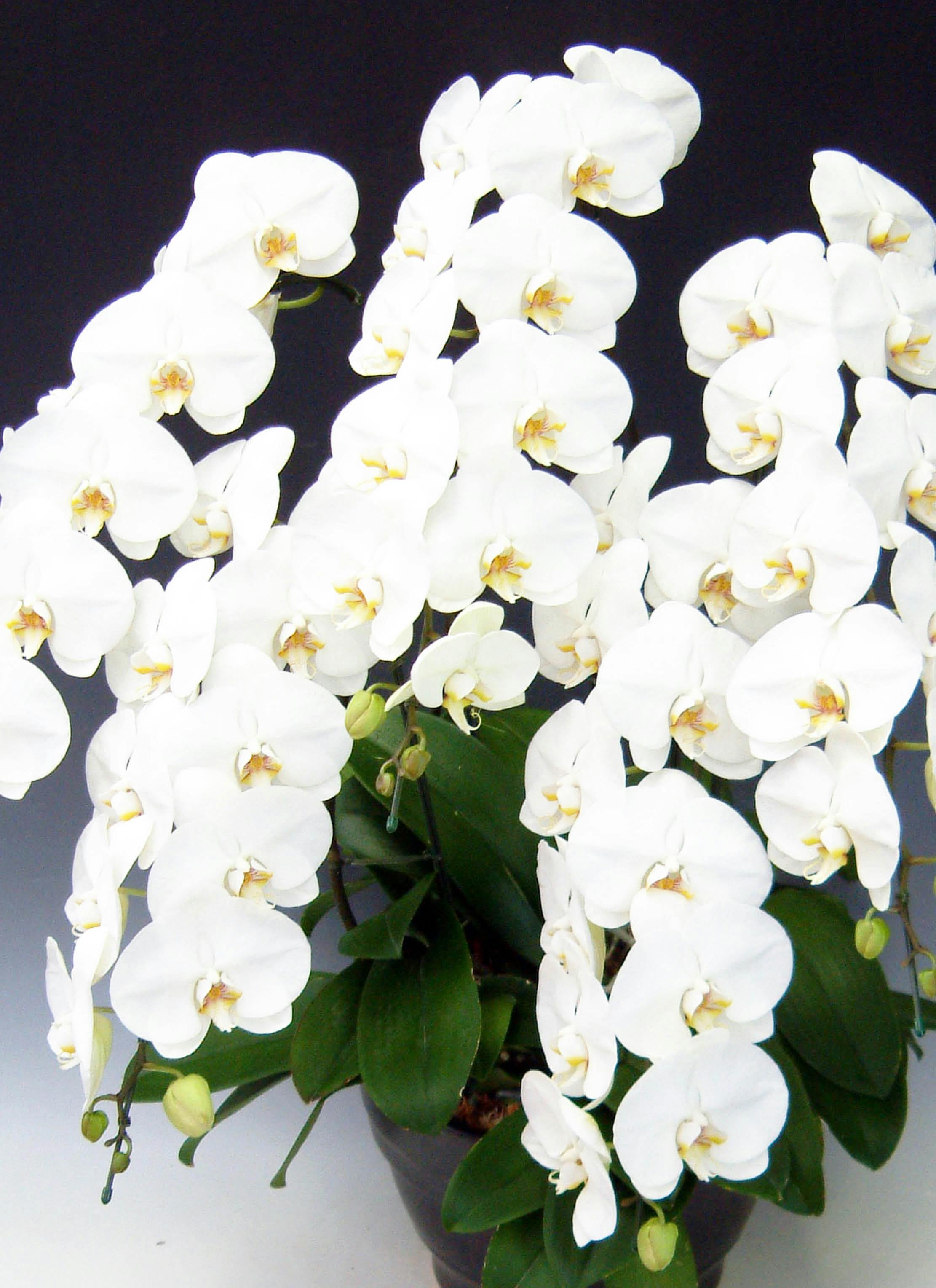 胡蝶蘭大輪 白 5本立ち 65輪〜73輪前後 | 胡蝶蘭ならHitoHana