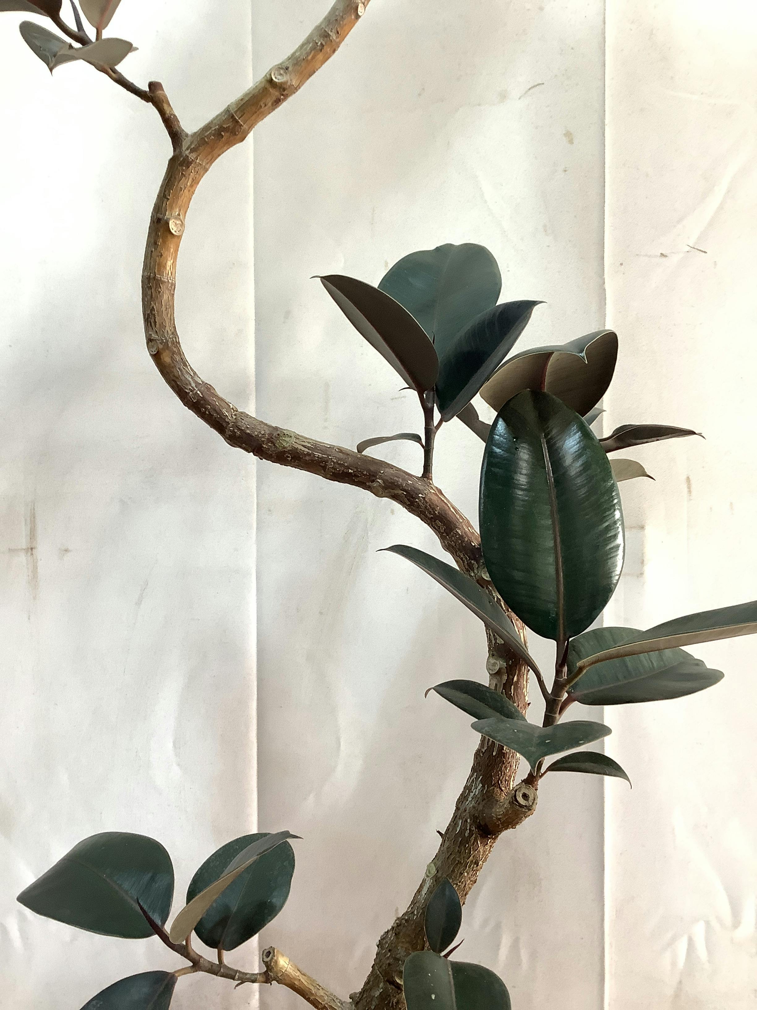 フィカス　バーガンディ　グラファイトストーム陶器鉢　植え込み発送 Amazon｜観葉植物 本物 フィカス・バーガンディ 7号鉢 曲がり樹