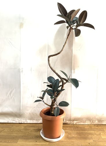 観葉植物 フィカス バーガンディ 130cm 観葉植物 フィカス バーガンディ 130cm