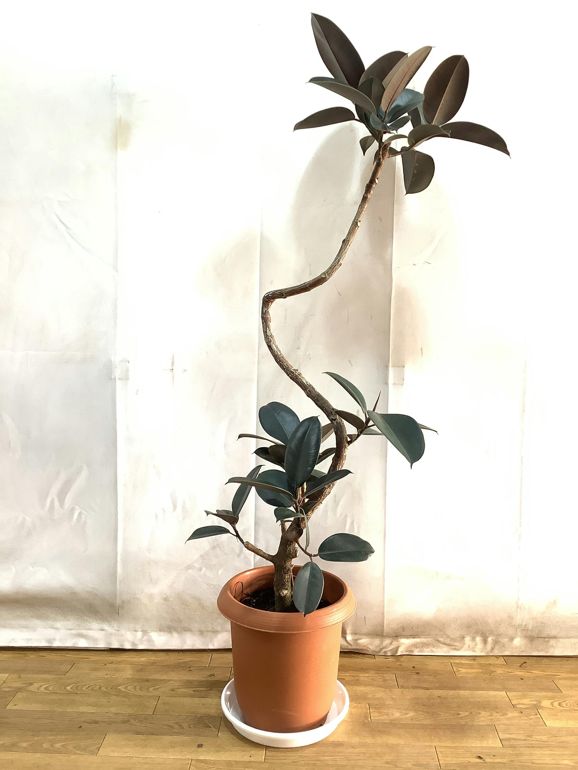 【名入れ無料】 観葉植物 フィカス バーガンディ【158cm】フィカス バーガンディ フィカス
