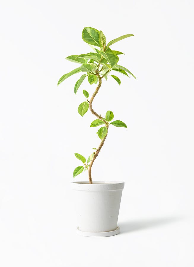 フィカス アルテシーマ 曲がり | 観葉植物通販 Hitohana（ひとはな）