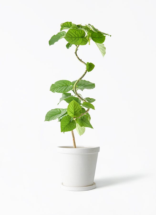 観葉植物 フィカス ウンベラータ 5号 曲り ストーンウェア セラミック