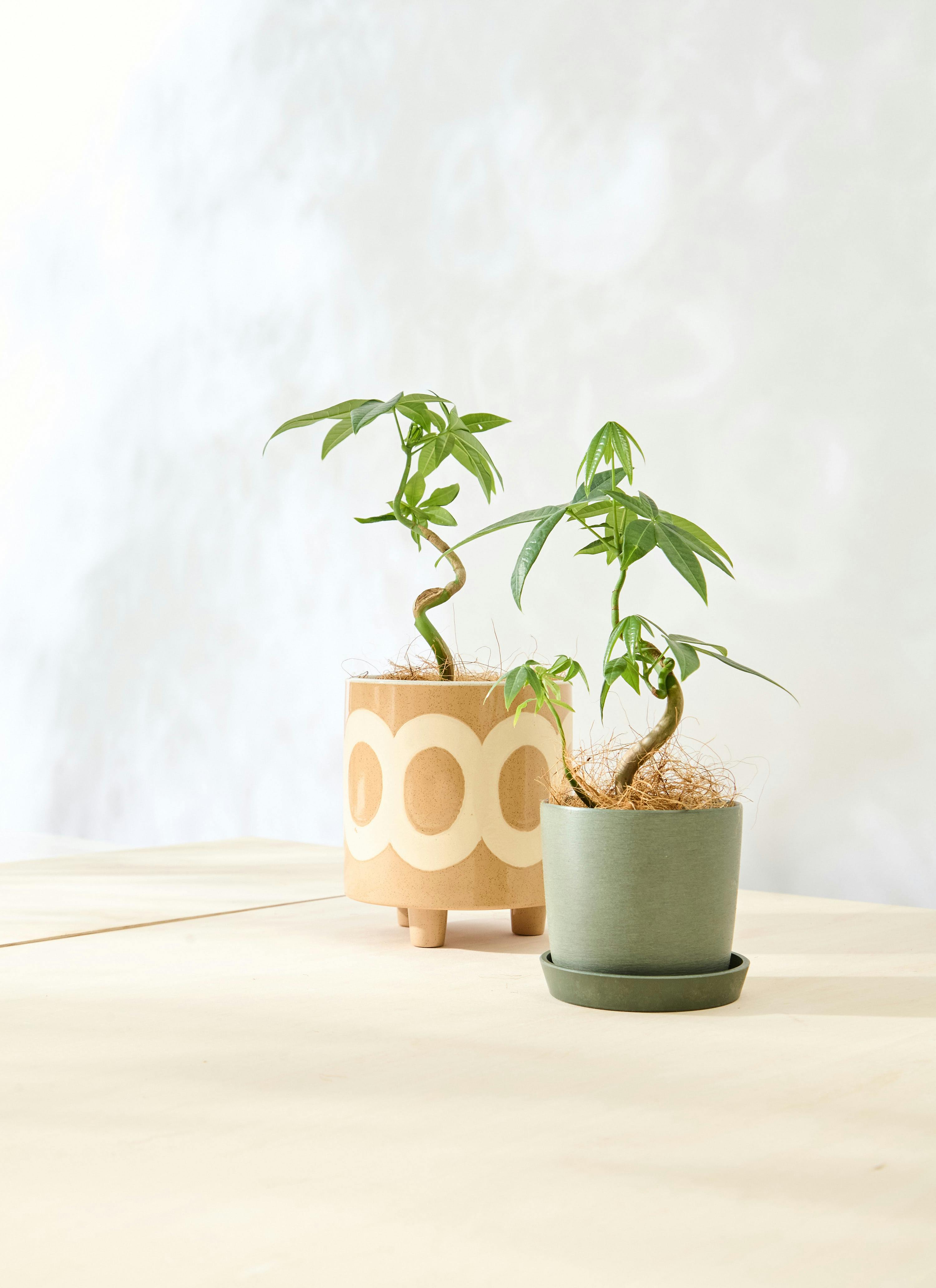 観葉植物 パキラ 3号 実生 マルモ 白 SSS 付き | 観葉植物なら