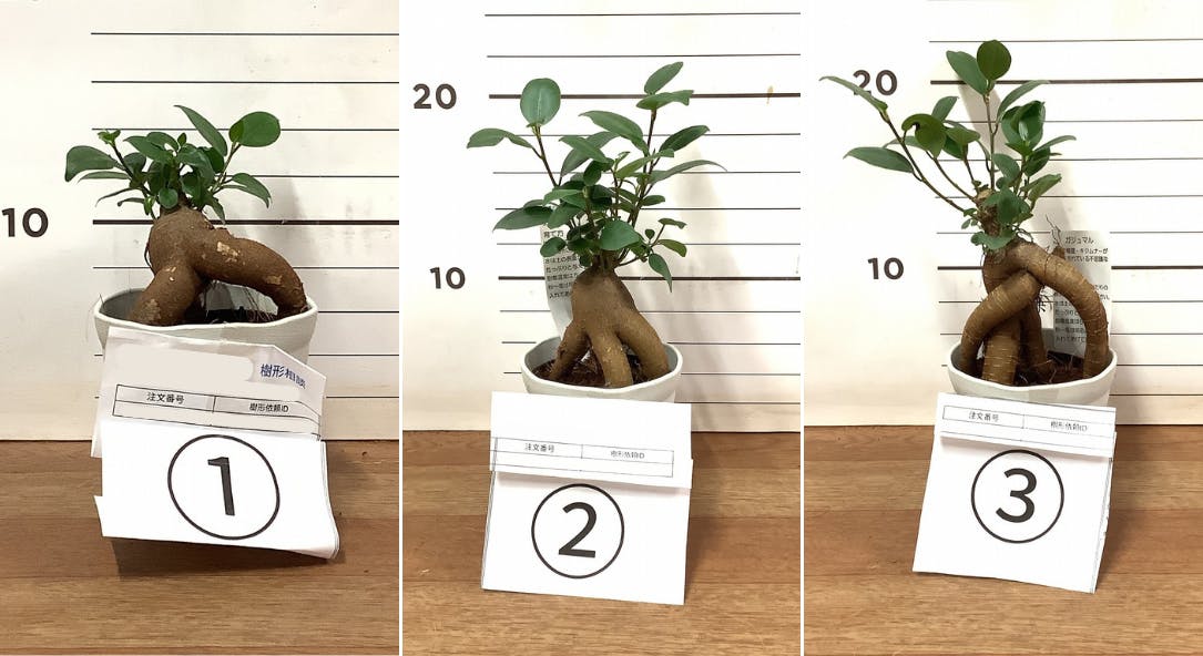 あんしん樹形セレクト | 観葉植物の通販ならHitoHana（ひとはな）