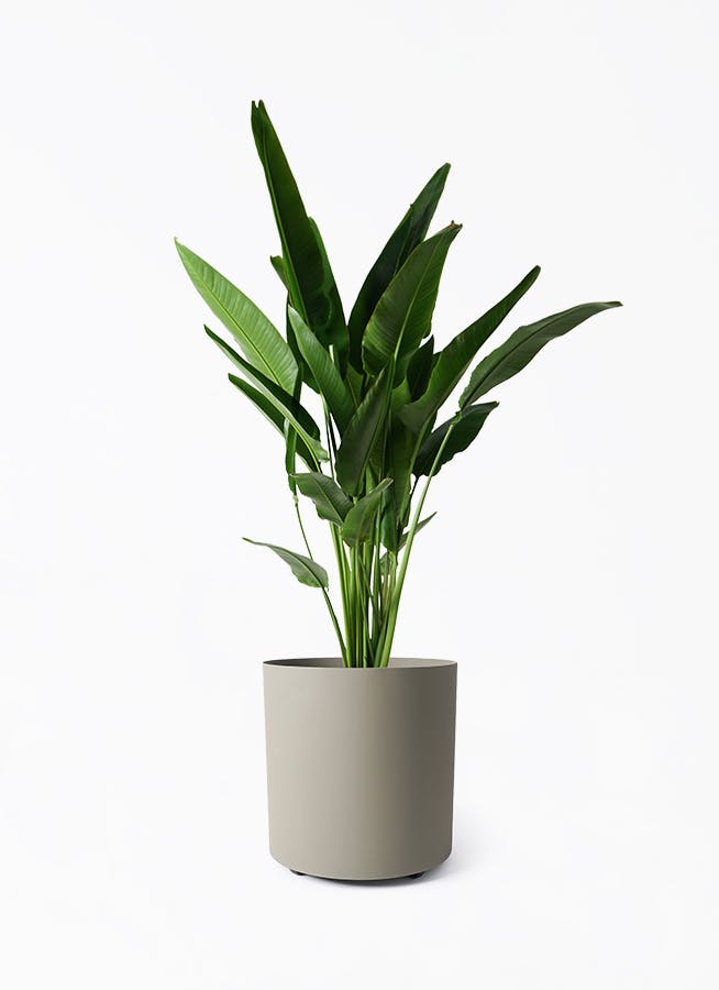 観葉植物 ウンナンシュロチク（雲南棕櫚竹） 10号 フェルム シリンダー