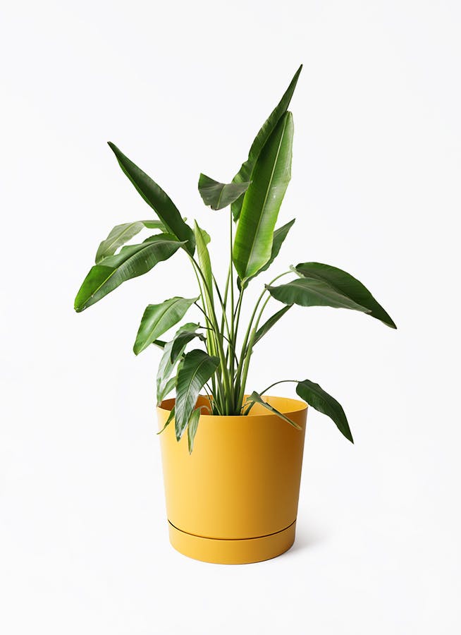 観葉植物A 入荷商品をご紹介🌱 8.10号の植物がたくさん入荷いたしました！ 8号