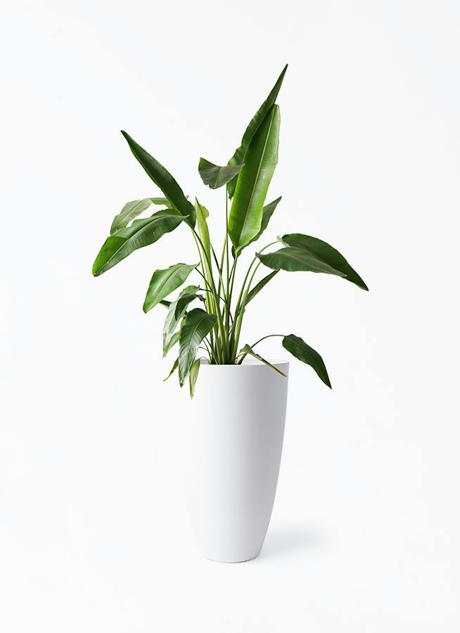 その他観葉植物 a-forest 観葉植物 旅人の木 8号 フォレスト トール ホワイト 付き | 観葉植物