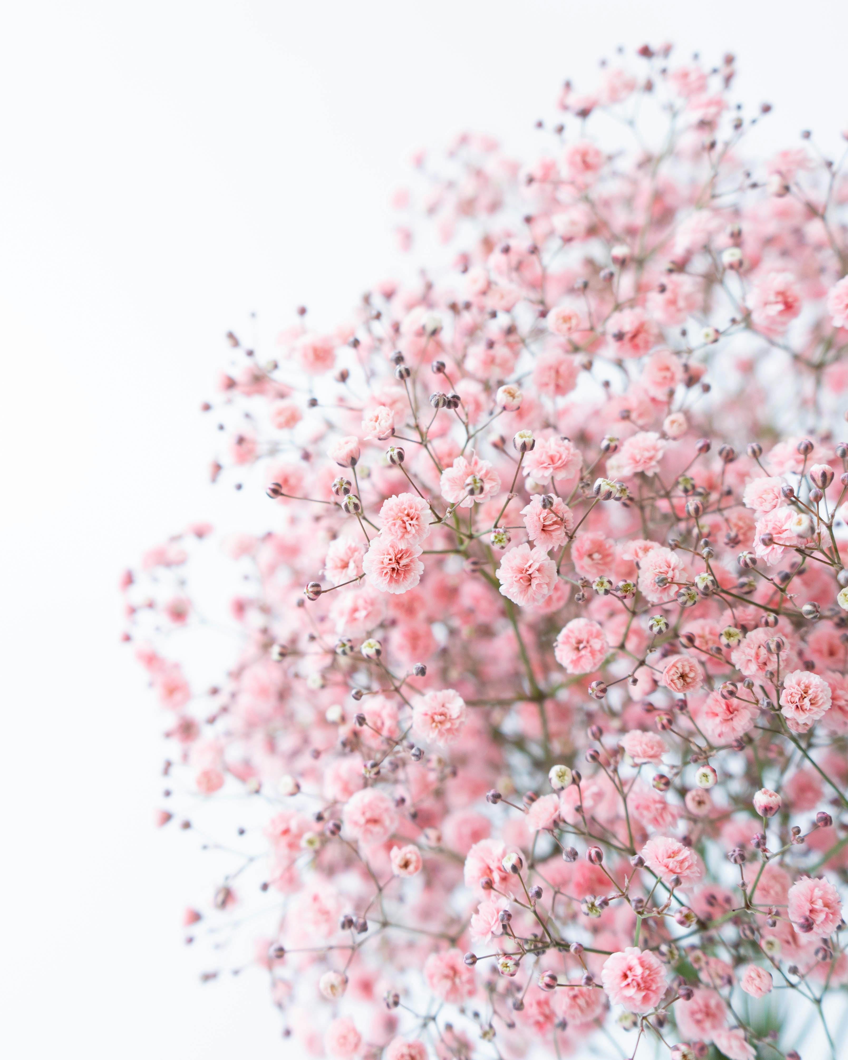 産地直送 かすみ草 花束 サーモンピンク レギュラーサイズ／熊本