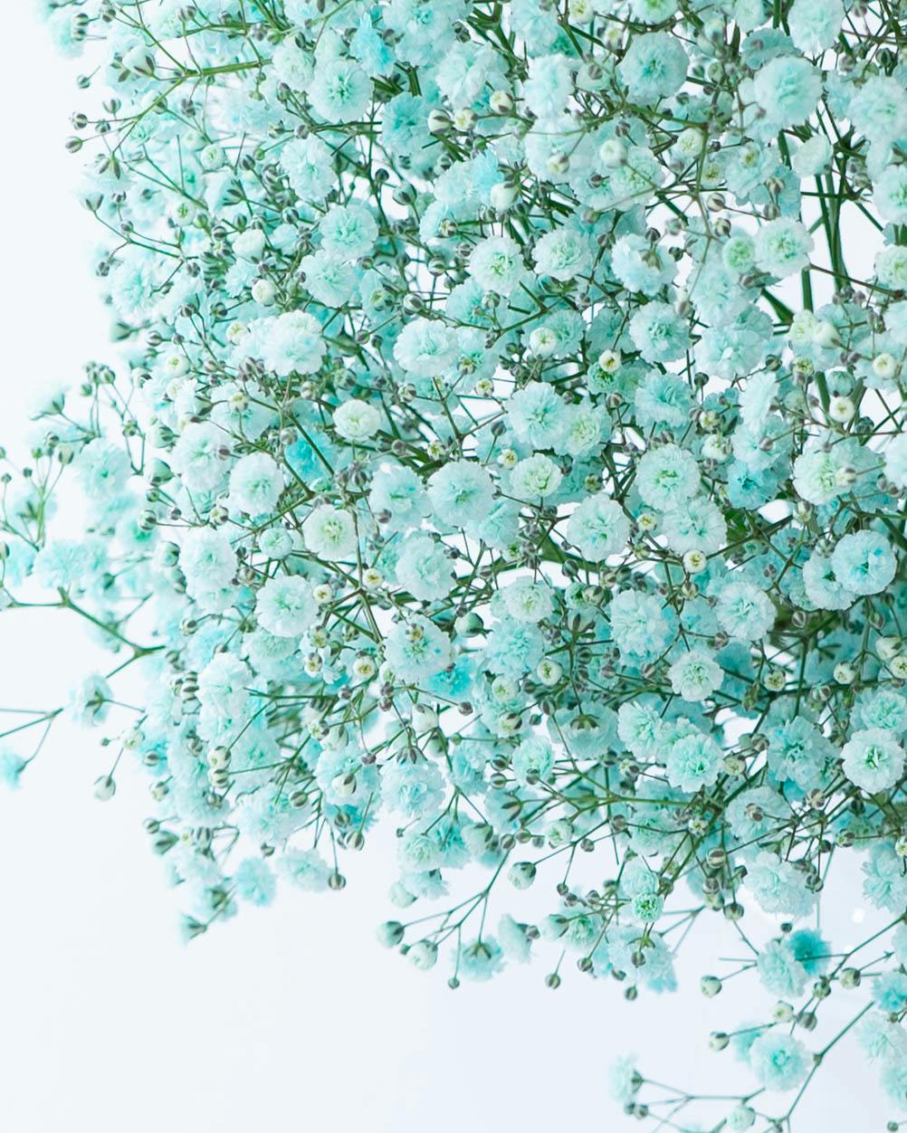 産地直送 かすみ草 花束 ティファニーブルー レギュラーサイズ