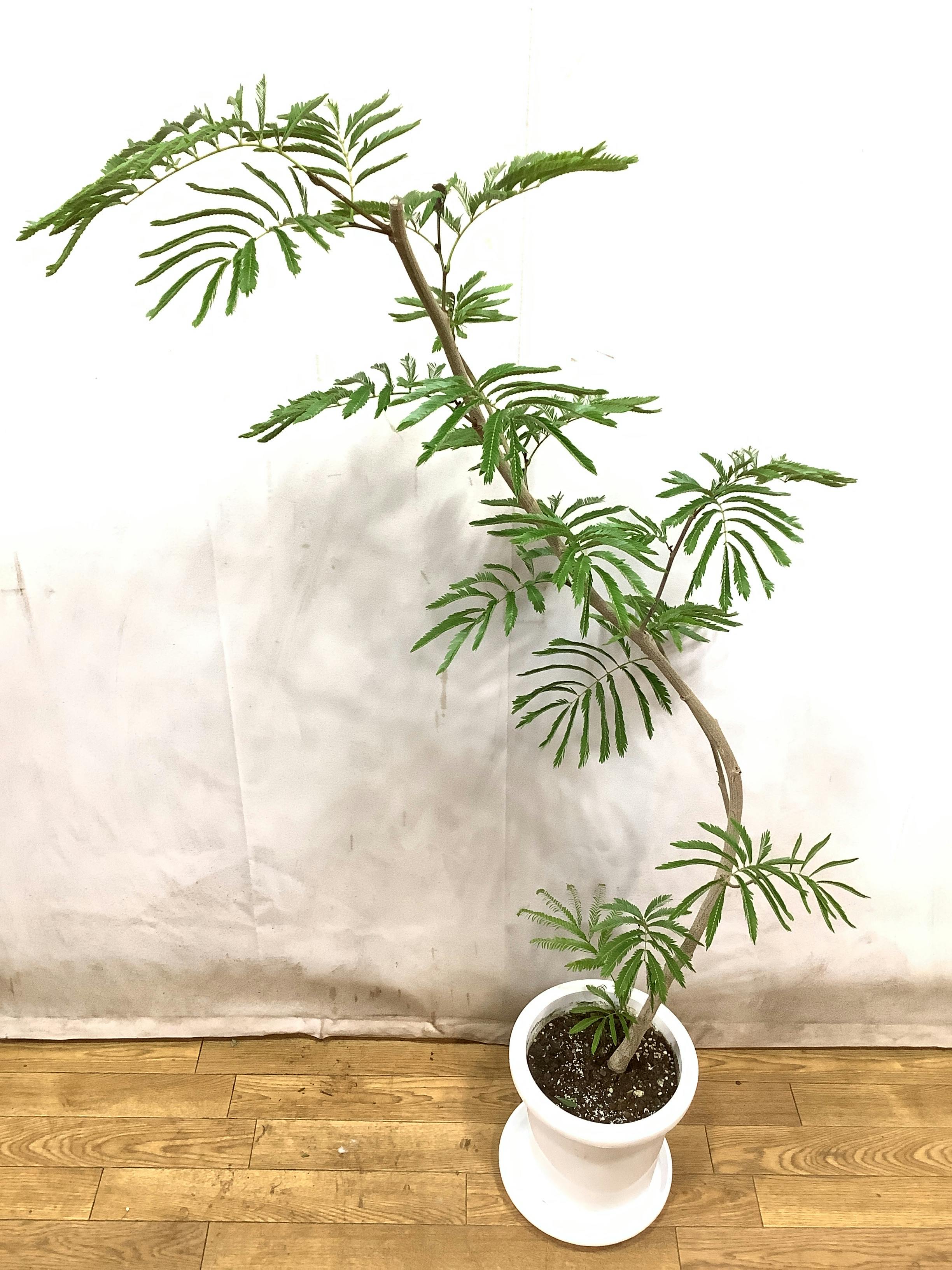 エバーフレッシュ 140cm 8号 観葉植物 エバーフレッシュ【140cm】エバーフレッシュ 8号