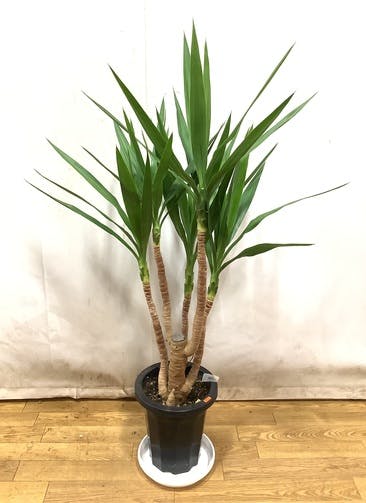 ☆発根済 ユッカ 観葉植物 白い陶器の鉢 観葉植物 ユッカ 10号 ☆発根済 ユッカ 観葉植物 白い陶器の鉢 観葉植物 ユッカ 10号