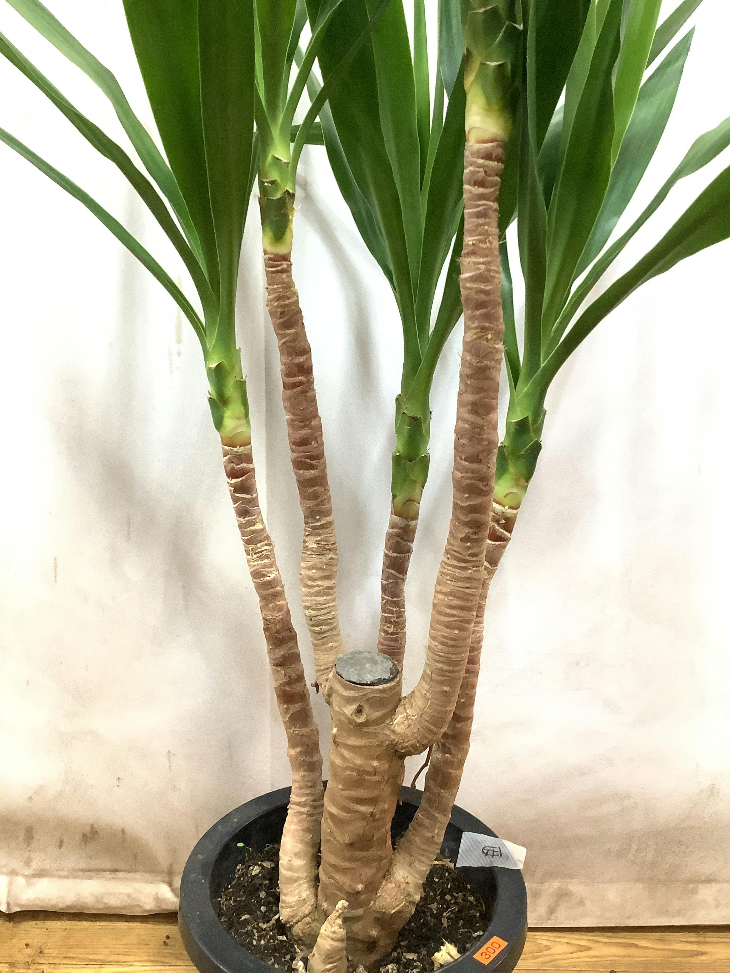 観葉植物 ユッカ 【123cm】8号 曲り プラスチック鉢 #66683