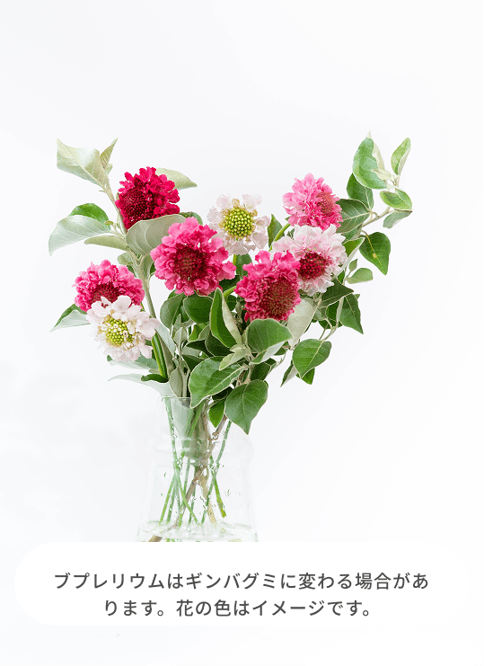 期間限定10％OFF対象商品】産地直送 スカビオサ 草花 花束 ラベンダー