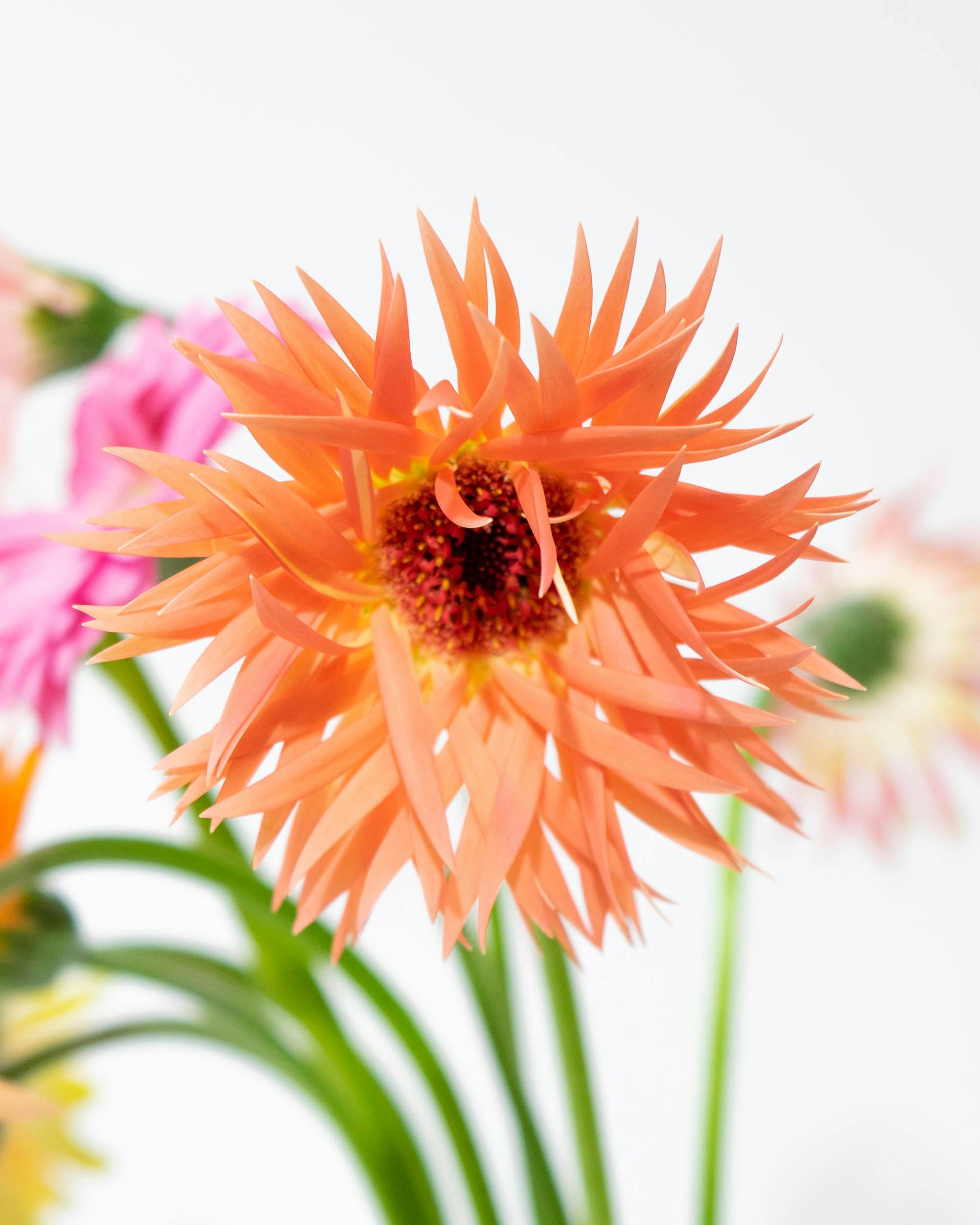 数量限定】産地直送 ガーベラ ご自宅用花束 おまかせミックス 10本束