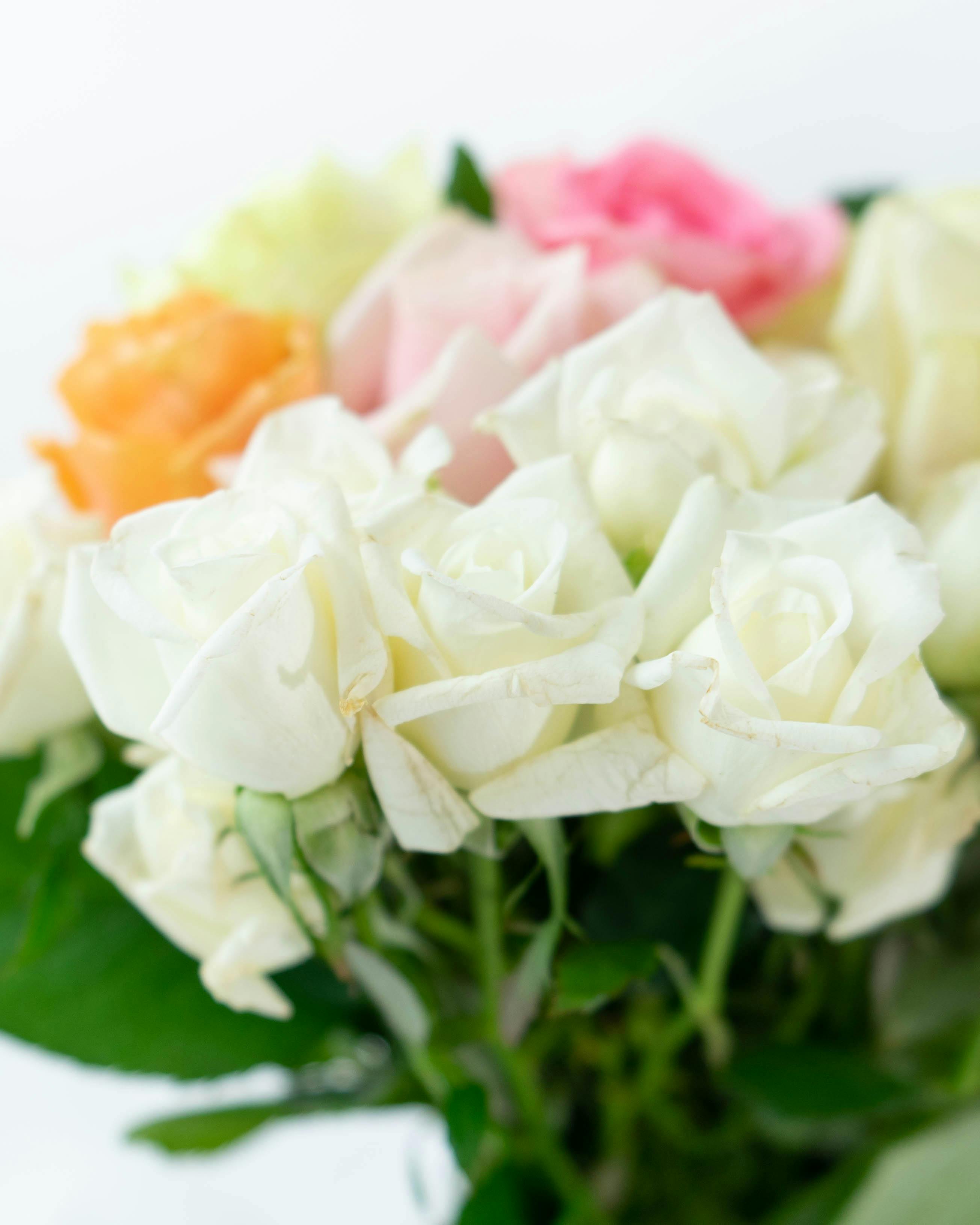 産地直送 バラ ご自宅用花束 おまかせ（10本入り）／愛知 榊原薔薇園