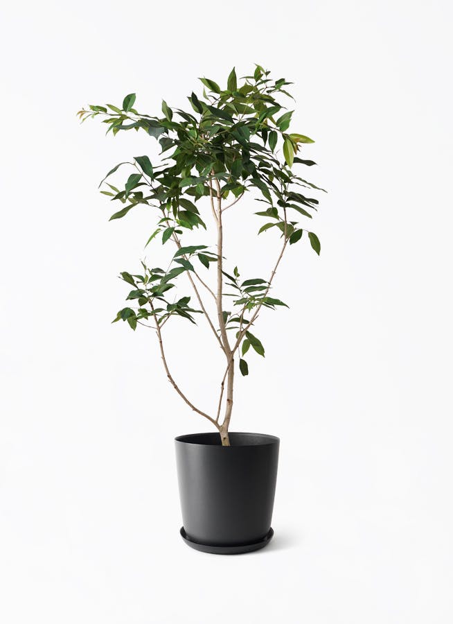 アマゾン・オリーブ　リビングサイズ‼️ アマゾンオリーブ (ムラサキフトモモ) | 観葉植物通販HitoHana(ひとはな)