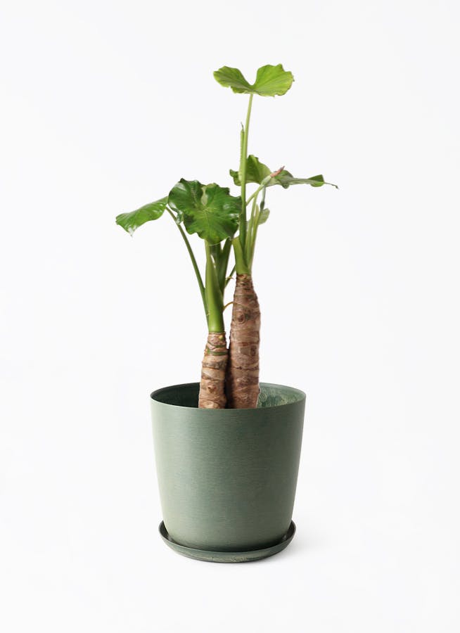 観葉植物 アロカシア 8号 オドラ（クワズイモ） エステリ グリーン