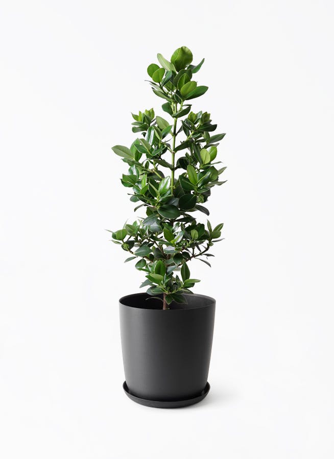 観葉植物 クルシア ロゼア プリンセス 8号 エステリ ブラック 付き