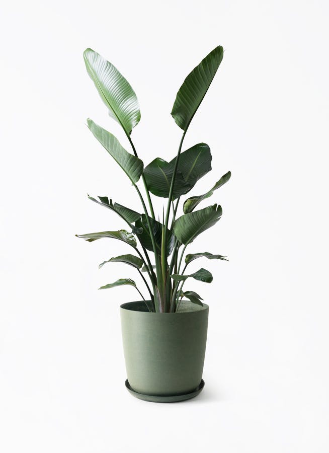 オーガスタ | 観葉植物の通販ならHitoHana（ひとはな）