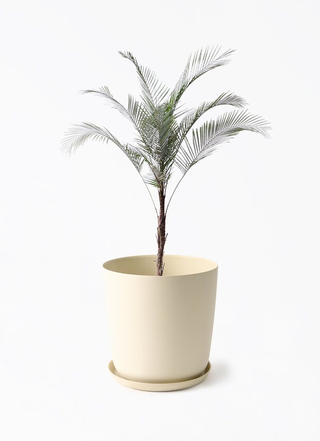 ヒメココス | 観葉植物 | インテリアやギフトに - Hitohana（ひとはな）