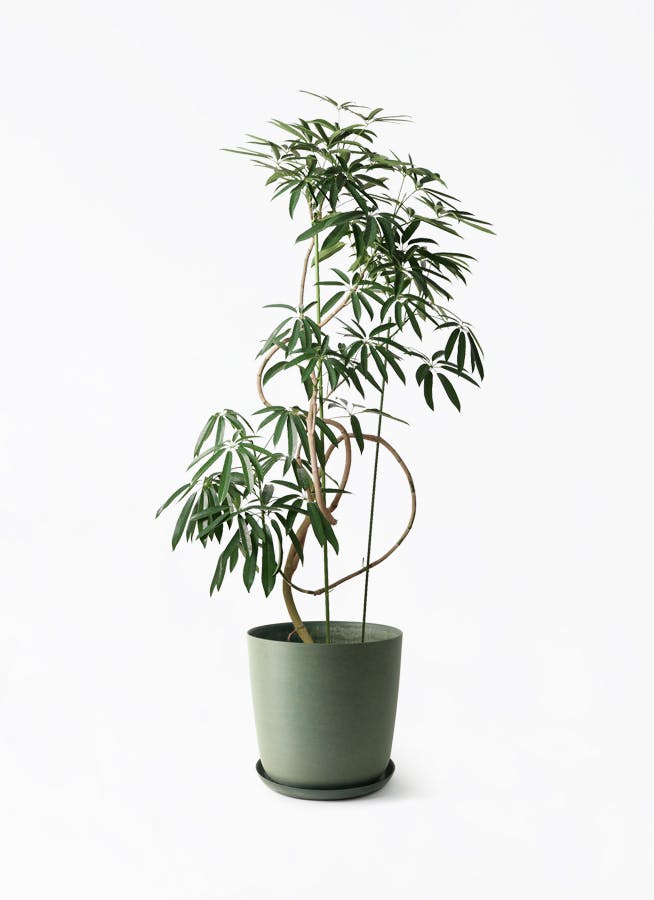 シェフレラ アンガスティフォリア | 観葉植物通販 HitoHana（ひとはな）