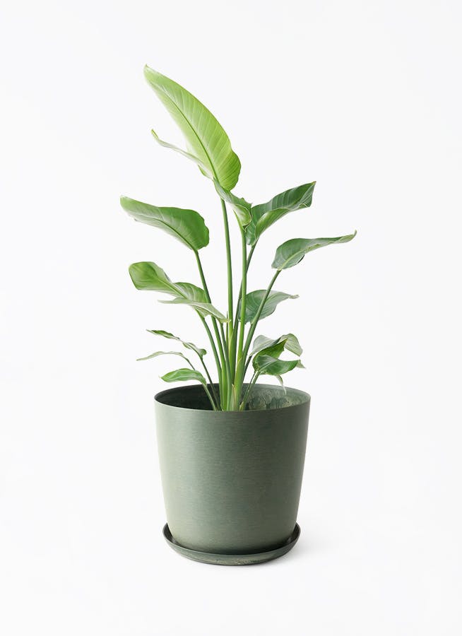 オーガスタ 11号　観葉植物 オーガスタ | 観葉植物の通販ならHitoHana（ひとはな）
