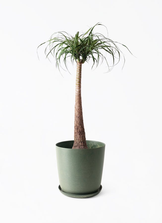 観葉植物 トックリラン ポニーテール 8号 エステリ グリーン 付き