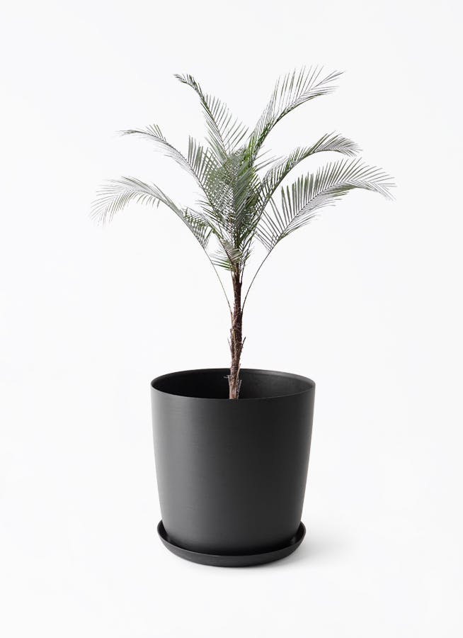 ヒメココス | 観葉植物 | インテリアやギフトに - Hitohana（ひとはな）