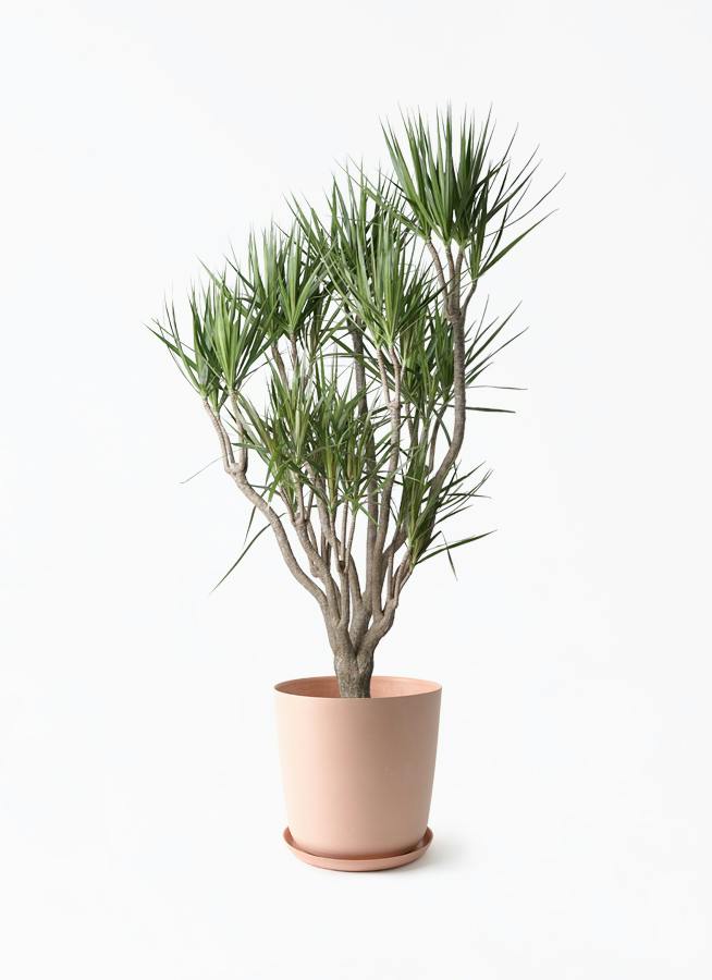 観葉植物 ドラセナ コンシンネ 10号 一本立ち エステリ ピンク 付き 