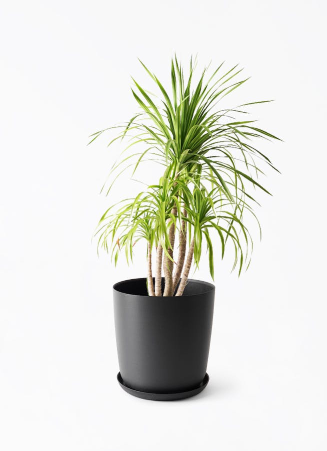 観葉植物＊ドラセナ＊ドラセナカンボジアーナ＊写真の現物③ 観葉植物＊ドラセナ＊ドラセナカンボジアーナ＊写真の現物③ ドラセナ