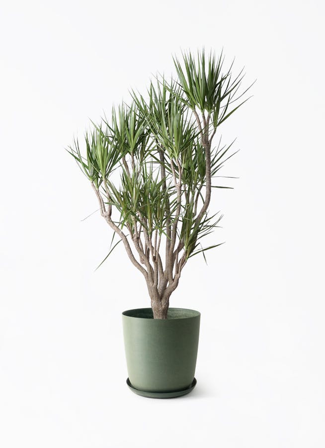 観葉植物 トックリヤシ 10号 エステリ グリーン 付き | 観葉植物なら