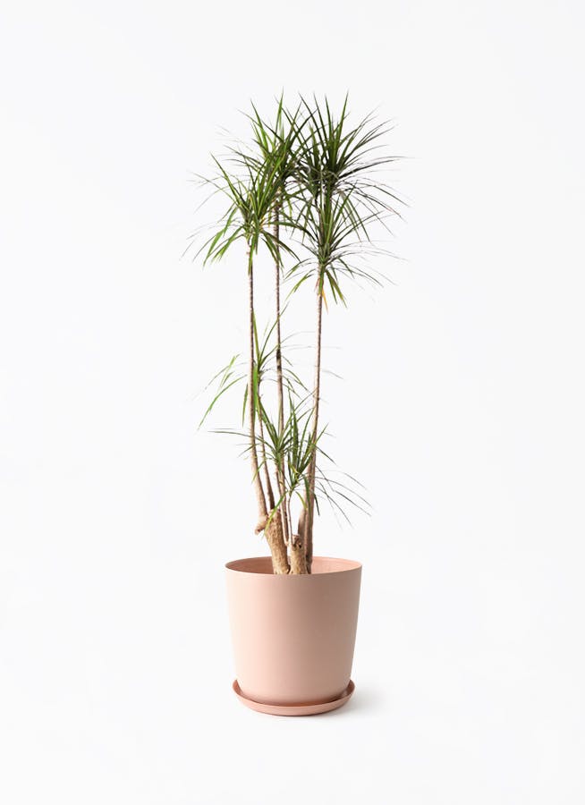 観葉植物 ドラセナ コンシンネ 10号 寄せ エステリ ピンク 付き | 観葉