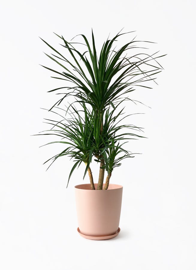 観葉植物 ドラセナ カンボジアーナ 10号 1本立ち エステリ