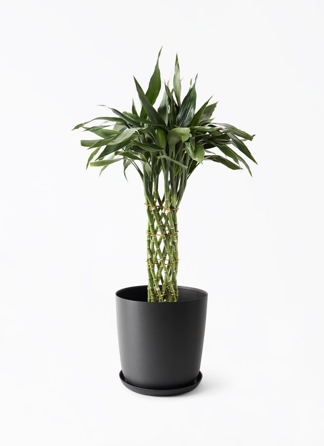 観葉植物 ドラセナ サンディアーナ 8号 エステリ ブラック 付き | 観葉