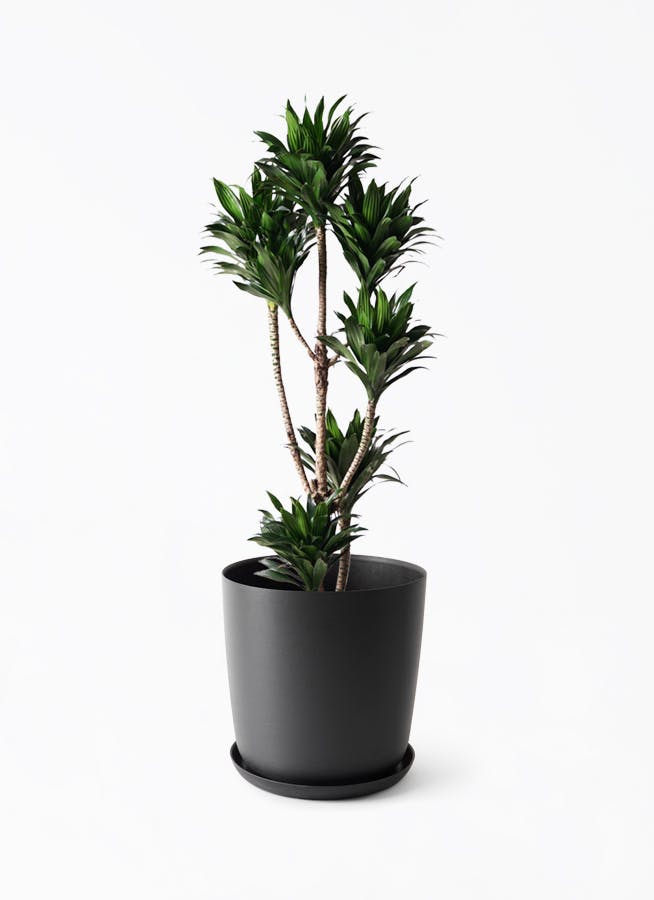 観葉植物 ドラセナ コンパクター 8号 エステリ ブラック 付き | 観葉