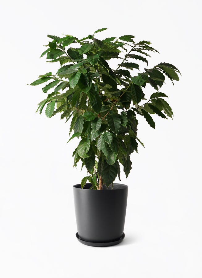 ストレリチア レギネ 10号 123cm 観葉植物 ストレリチア レギネ