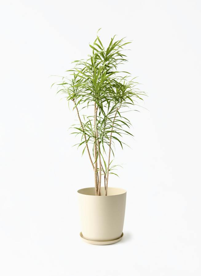 観葉植物 ドラセナ ワーネッキー レモンライム 8号 エステリ ベージュ