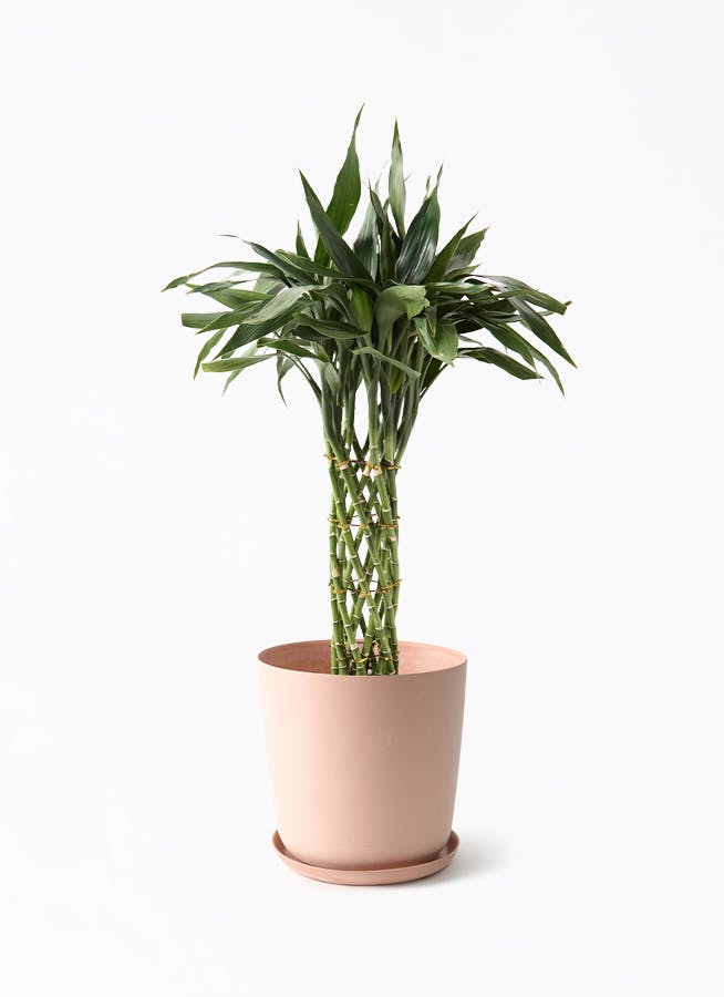 健康丼◾️クワズイモ/アロカシア/アローカシア/大株 複数幹立ち 130cm 観葉植物 アロカシア 8号 オドラ（クワズイモ） エステリ ピンク