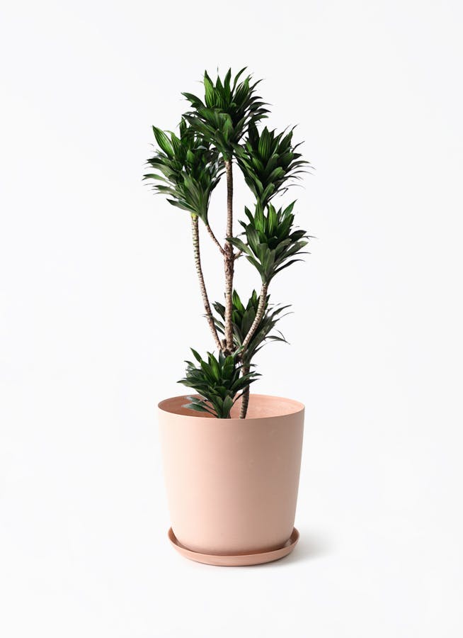 観葉植物 アロカシア 8号 オドラ（クワズイモ） エステリ ピンク
