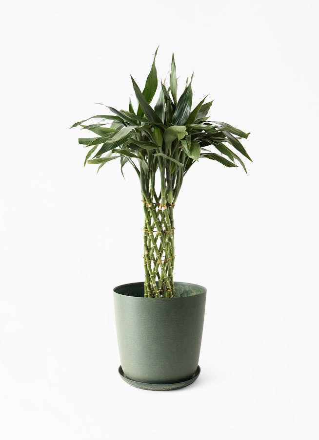 観葉植物 オリーブの木 8号 デルモロッコ エステリ グリーン