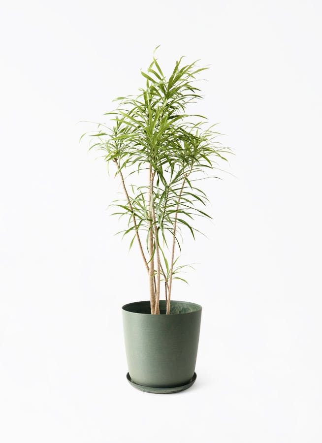 観葉植物 ドラセナ コンシンネ 8号 曲り（龍）トリカラー エステリ