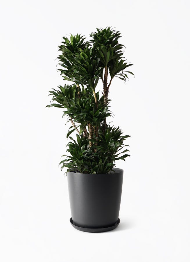 観葉植物 ストレリチア レギネ 10号 観葉植物 ストレリチアレギネ 10号 | Plant Hunt（プラントハント）